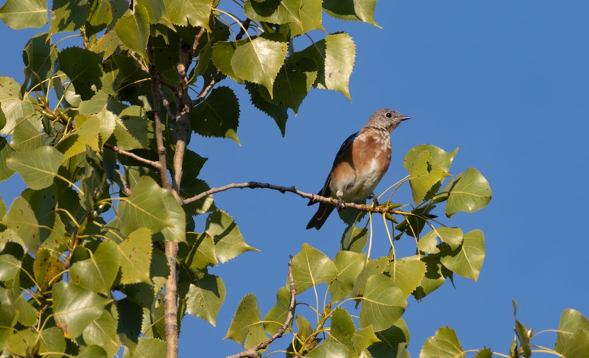Eastern Bluebird - ML642048283