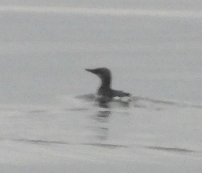 Common Murre - ML642048284