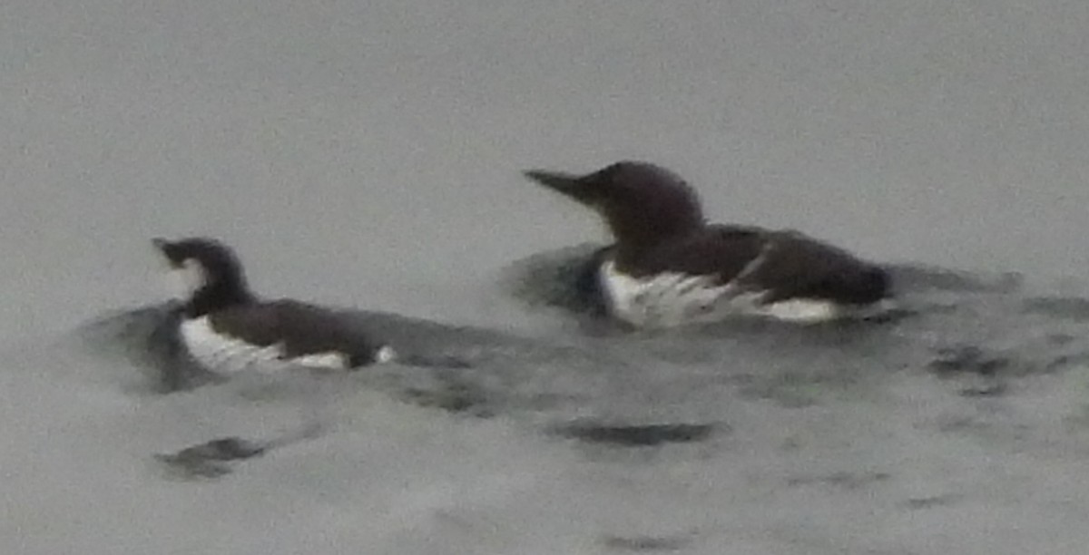 Common Murre - ML642048285
