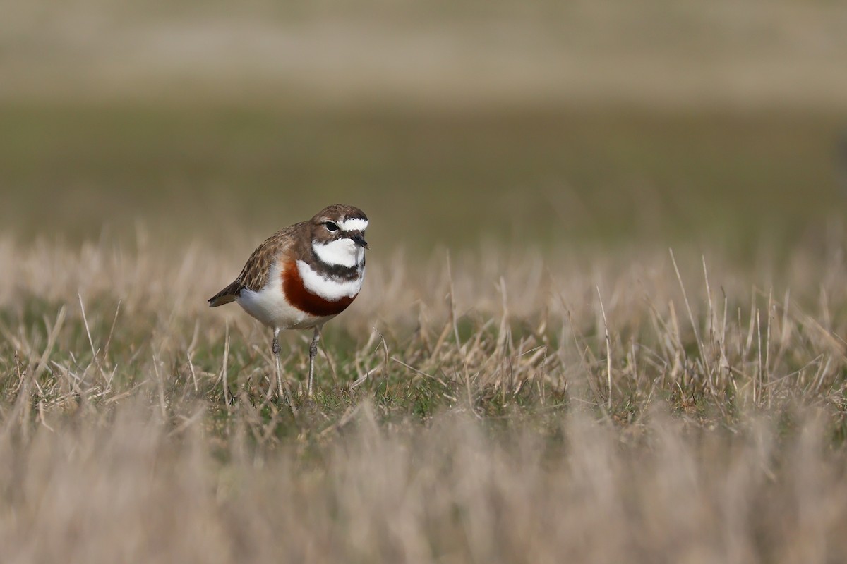 Double-banded Plover - ML642048286