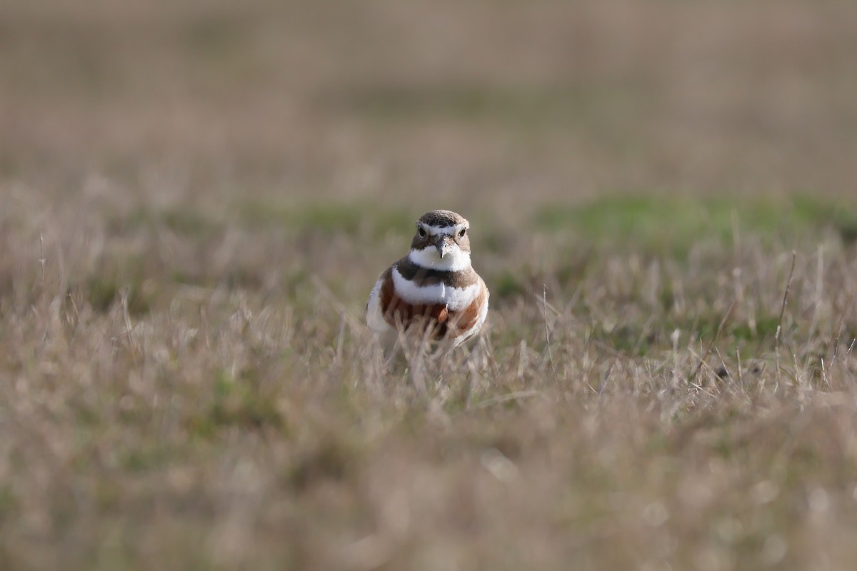 Double-banded Plover - ML642048288