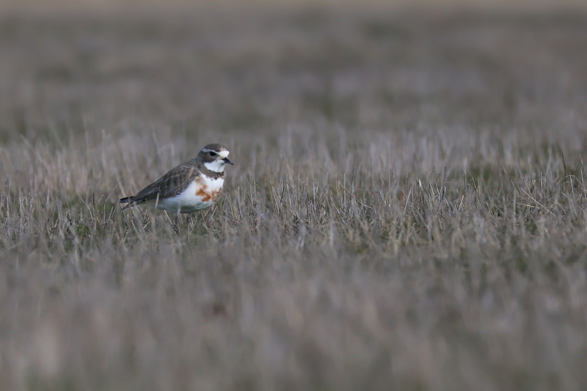 Double-banded Plover - ML642048289