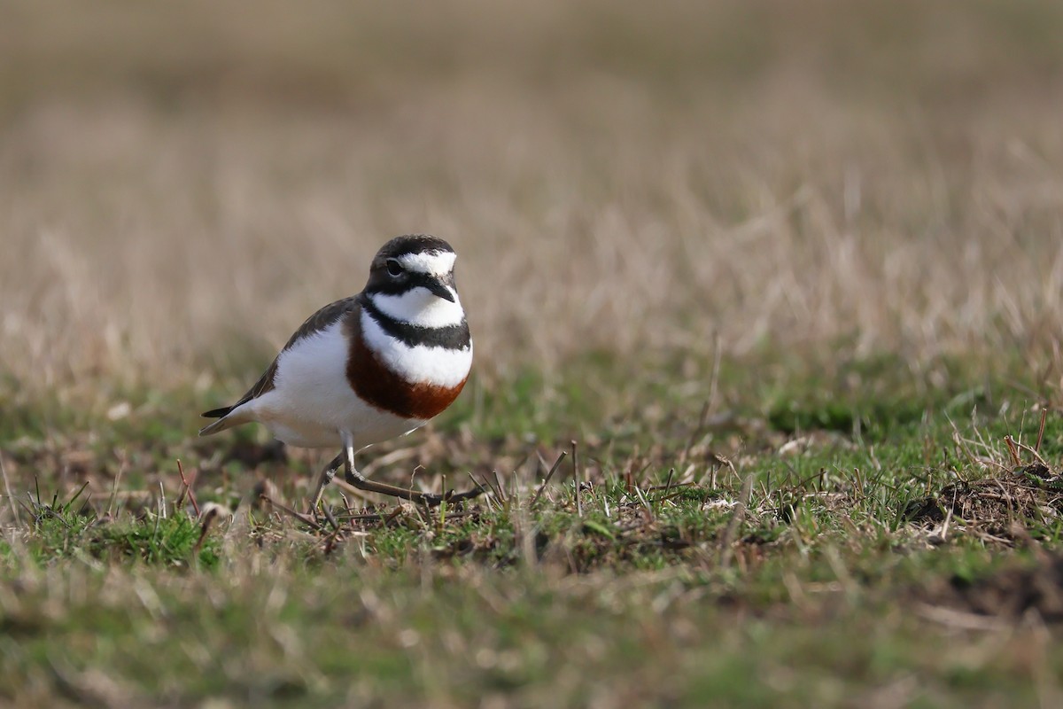 Double-banded Plover - ML642048290
