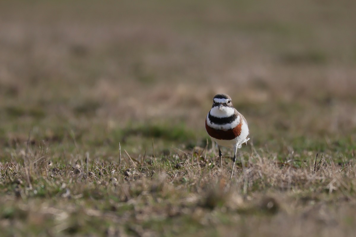 Double-banded Plover - ML642048291