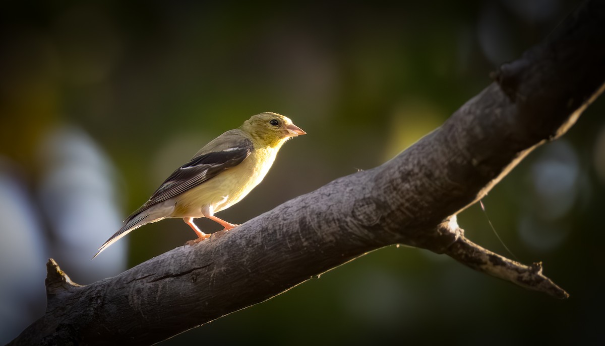 American Goldfinch - ML642048292