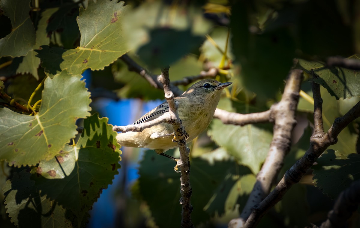 Pine Warbler - ML642048293
