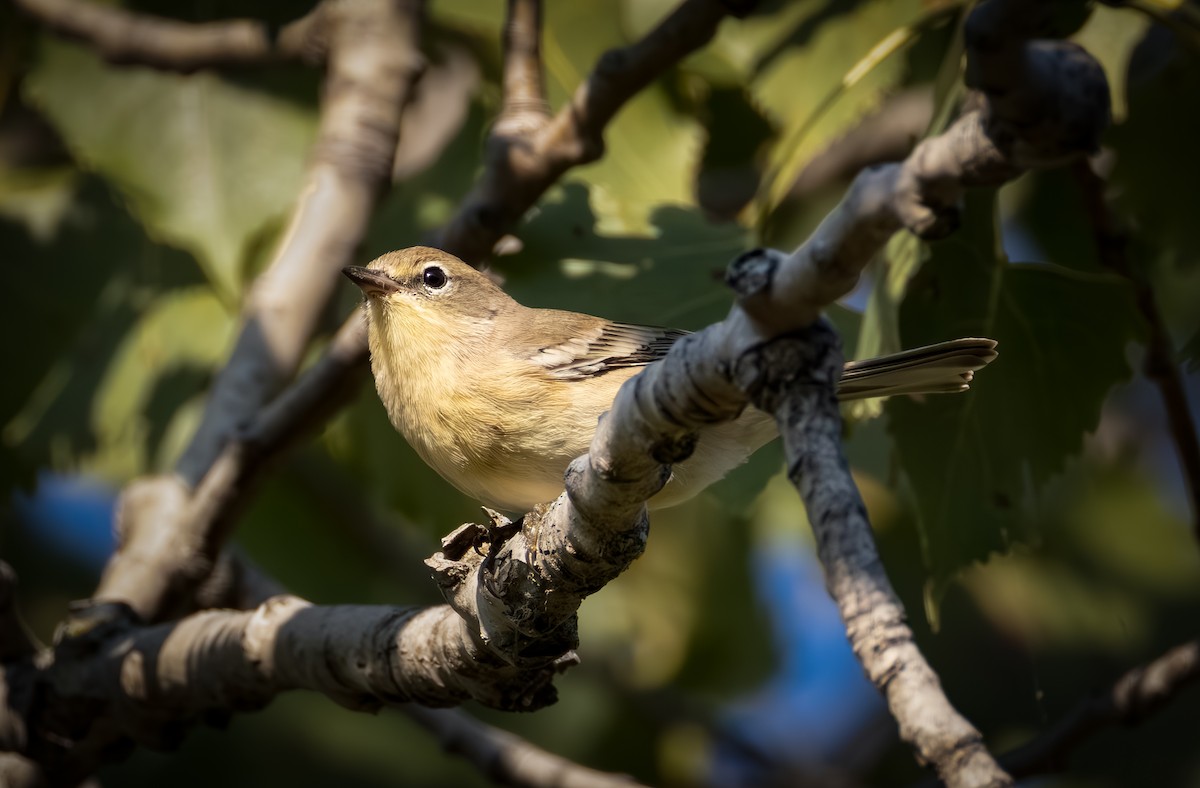 Pine Warbler - ML642048294