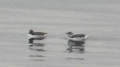 Marbled Murrelet - ML642048310