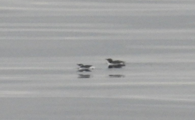 Marbled Murrelet - ML642048311