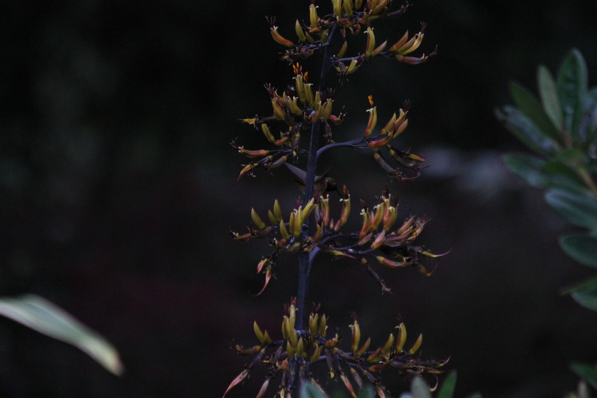 Anna's Hummingbird - ML642048324