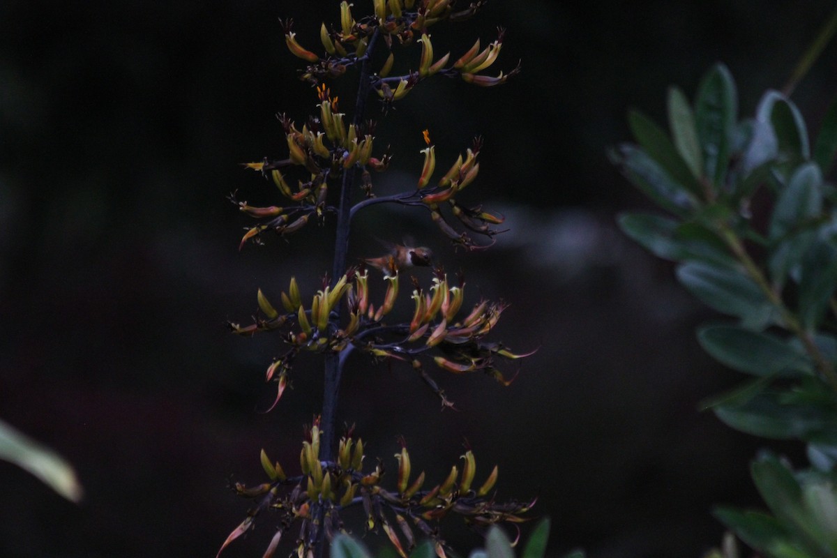 Anna's Hummingbird - ML642048325