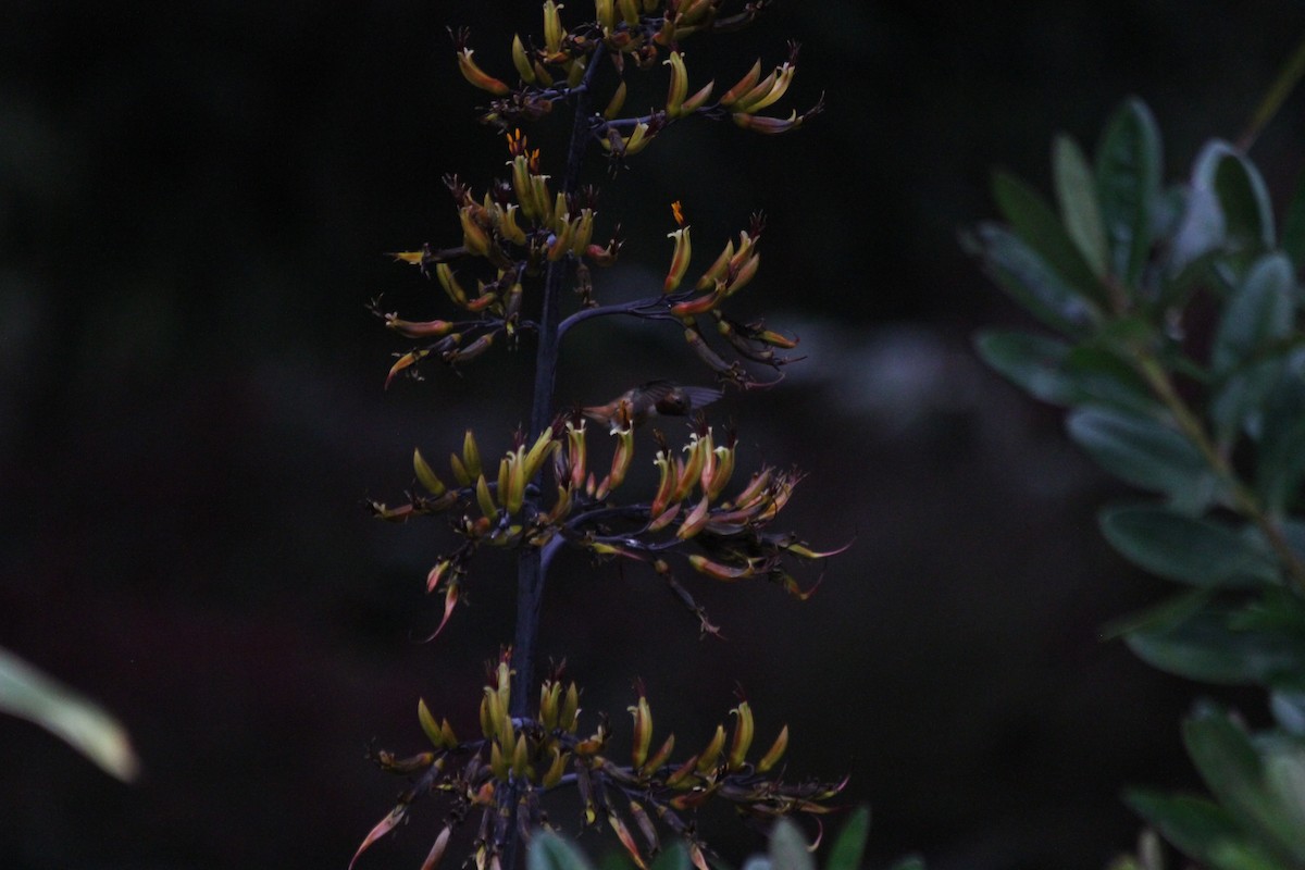 Anna's Hummingbird - ML642048326
