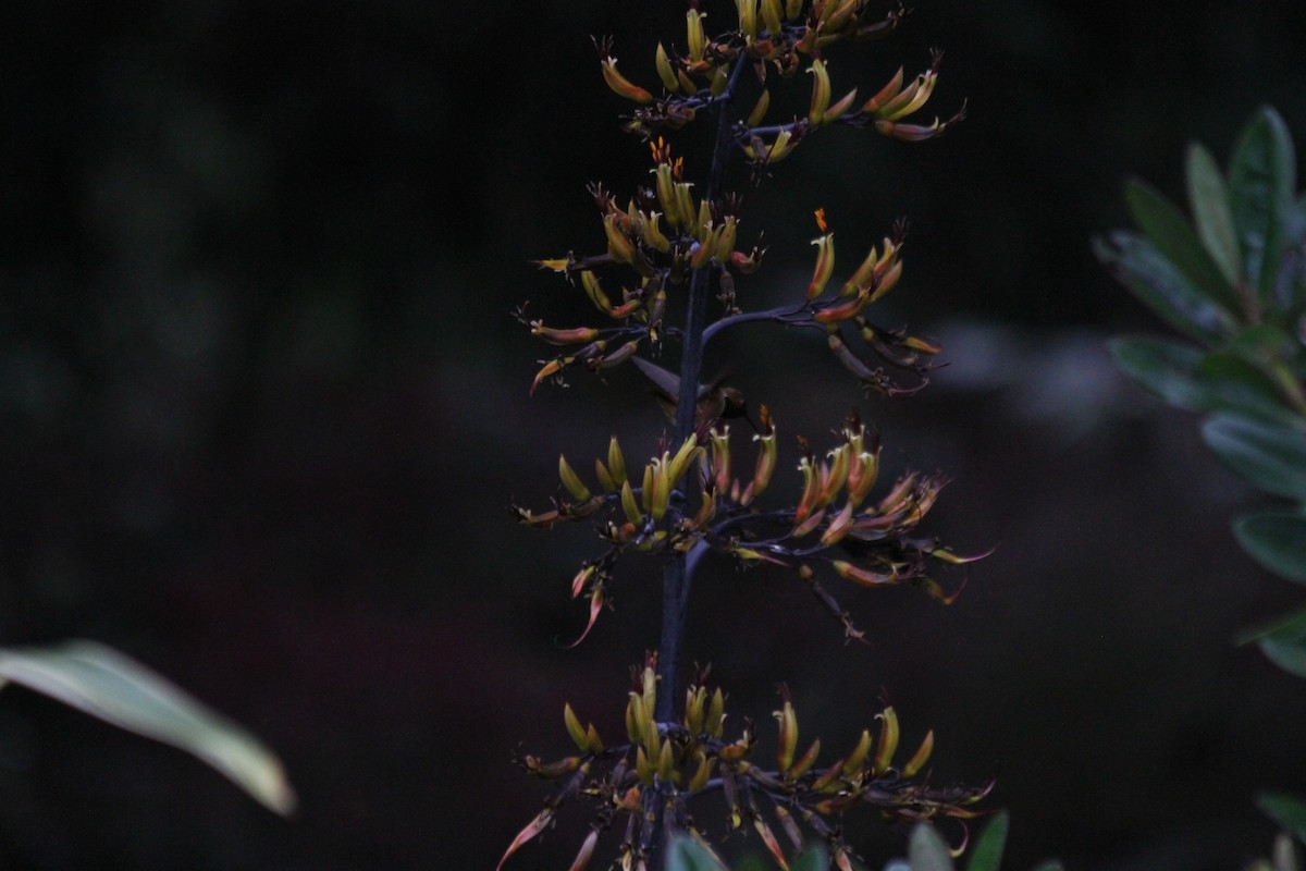 Anna's Hummingbird - ML642048327