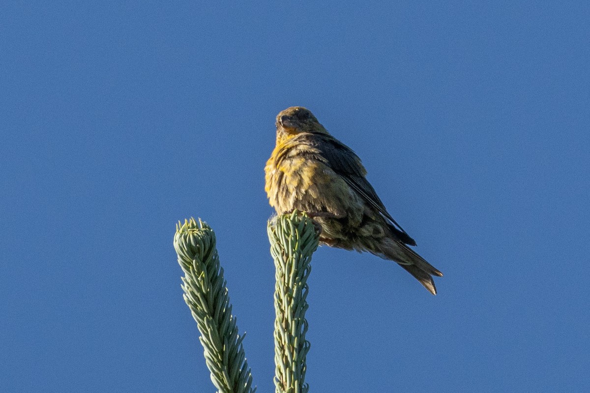 Red Crossbill - ML642048328