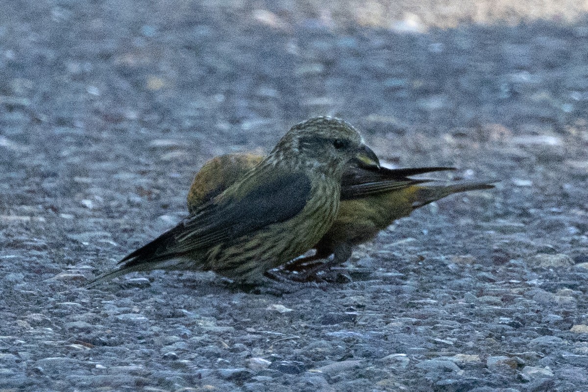 Red Crossbill - ML642048329