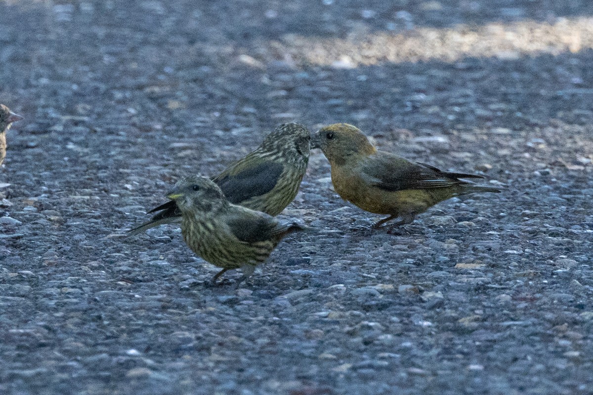 Red Crossbill - ML642048330