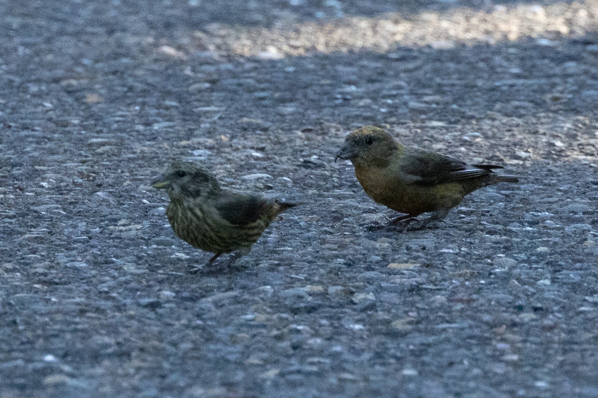 Red Crossbill - ML642048331