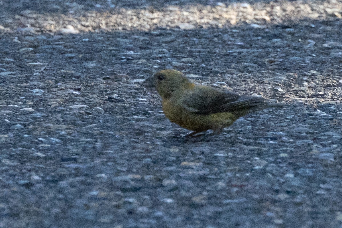 Red Crossbill - ML642048332