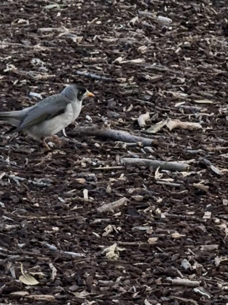 Noisy Miner - ML642048335