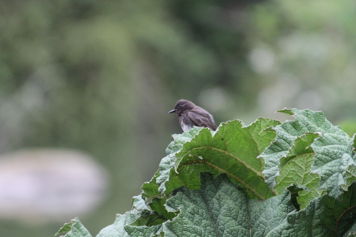 Black Phoebe - ML642048336