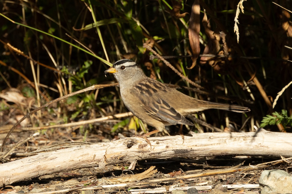 White-crowned Sparrow - ML642048337
