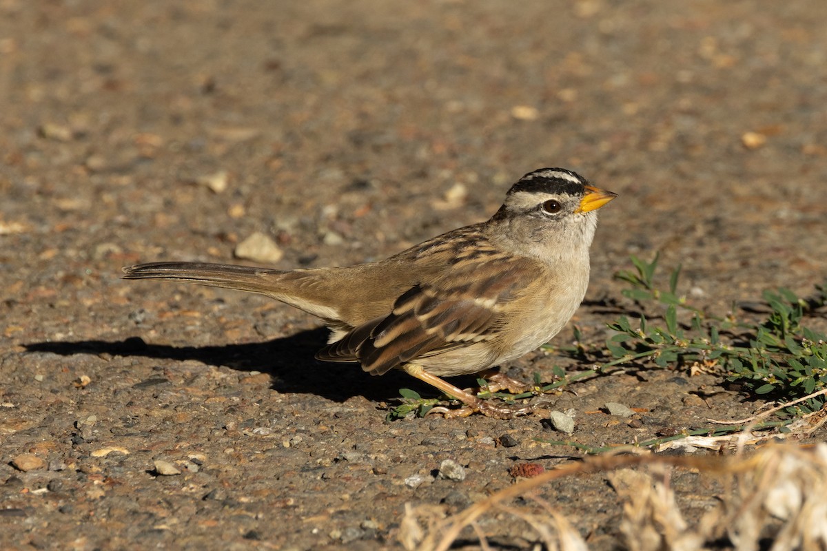 White-crowned Sparrow - ML642048338