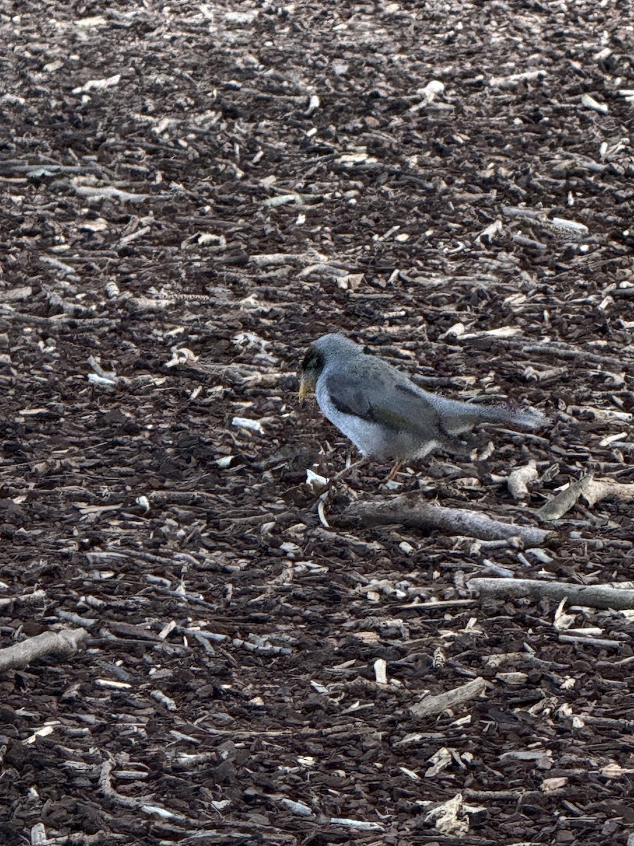 Noisy Miner - ML642048339