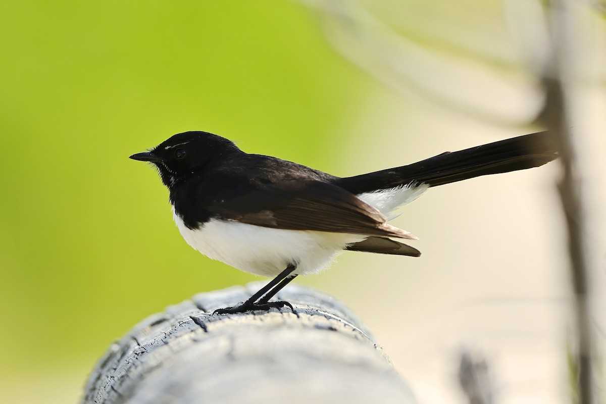 Willie-wagtail - ML642048340