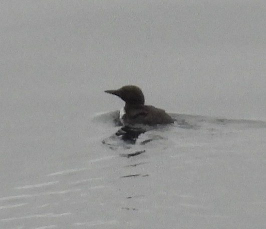 Common Murre - ML642048341
