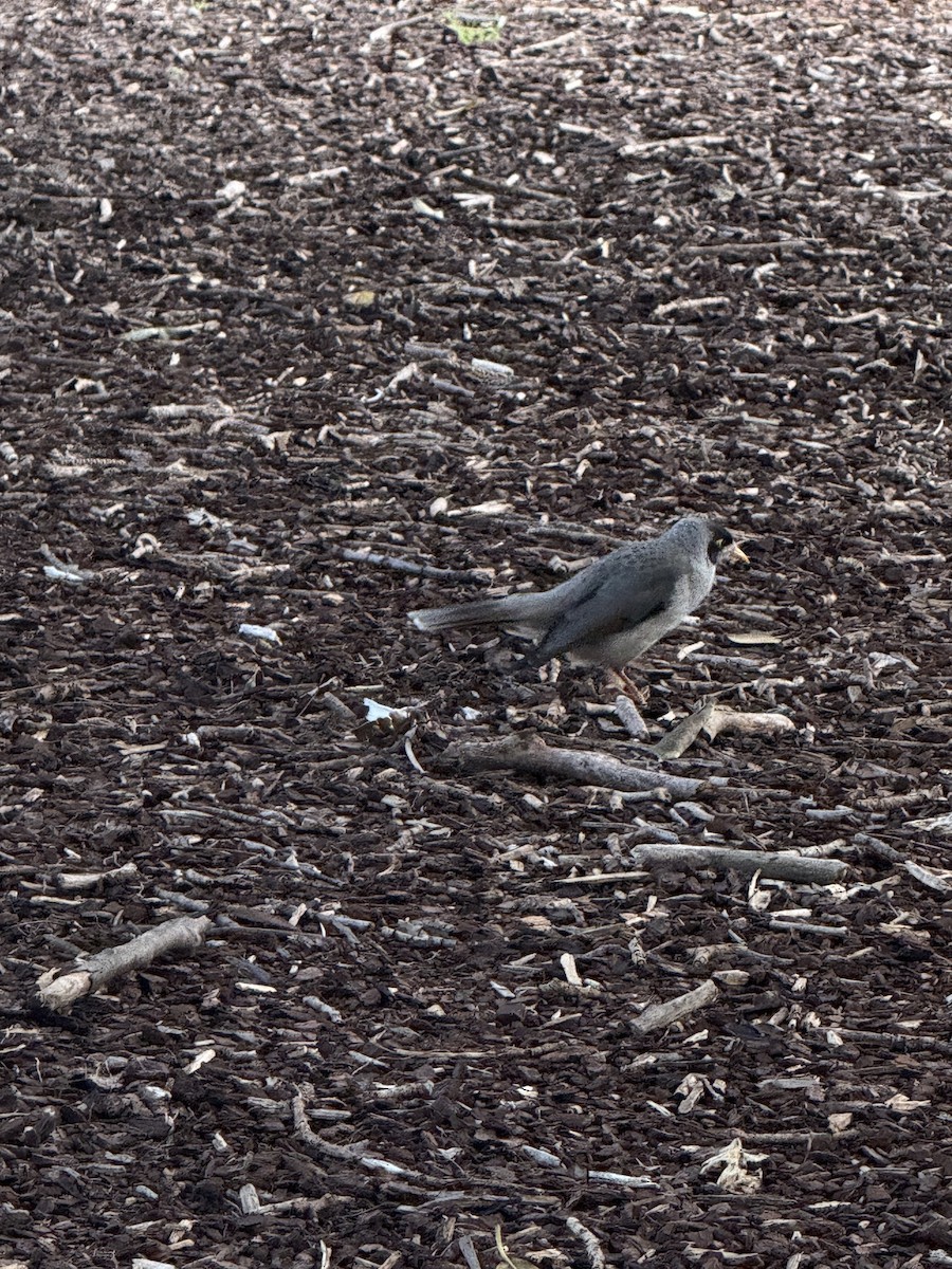 Noisy Miner - ML642048342