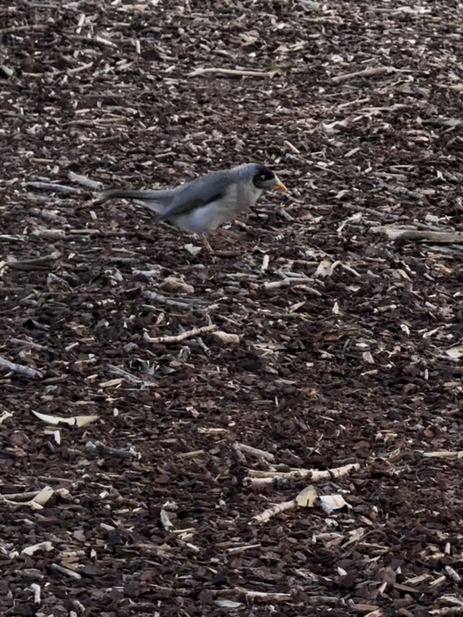 Noisy Miner - ML642048345
