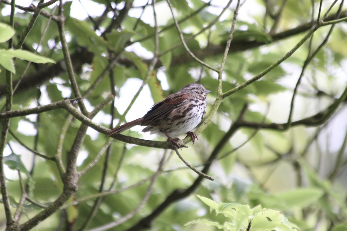 Song Sparrow - ML642048346