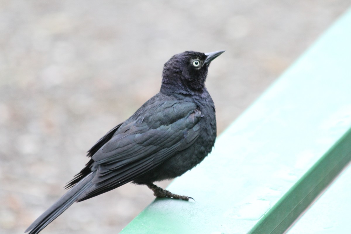 Brewer's Blackbird - ML642048352