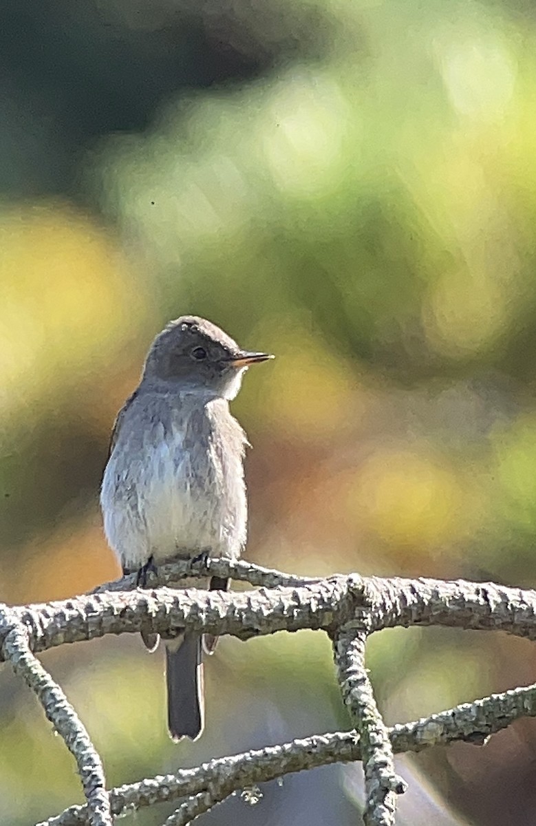 Western Wood-Pewee - ML642048356