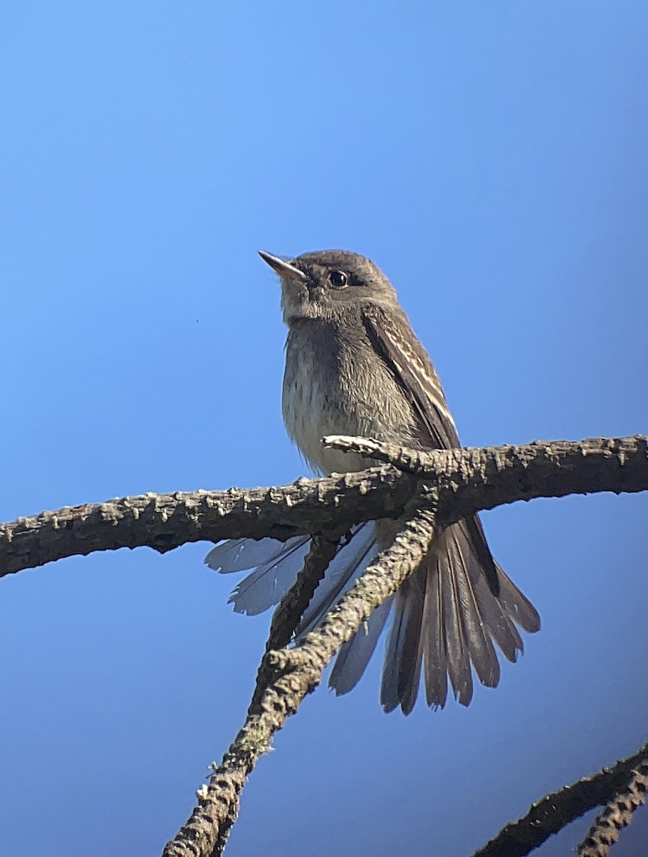 Western Wood-Pewee - ML642048357