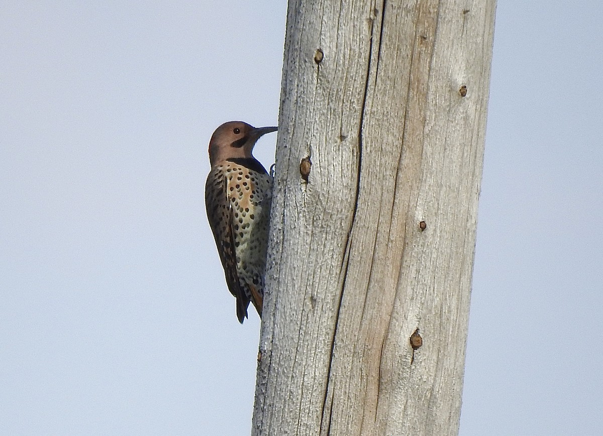 Northern Flicker (Yellow-shafted) - ML642048363