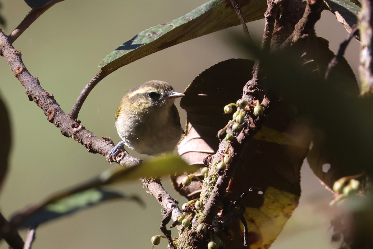 Lompobattang Leaf Warbler - ML642048398