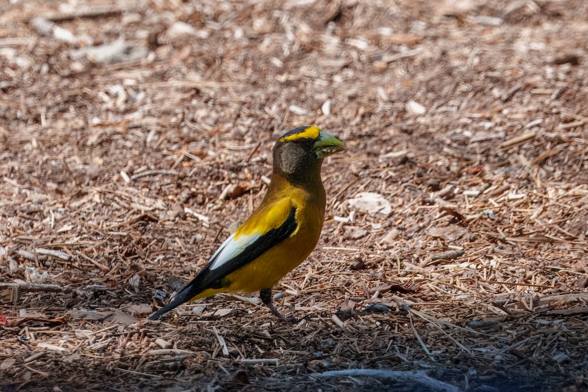 Evening Grosbeak - ML642048406