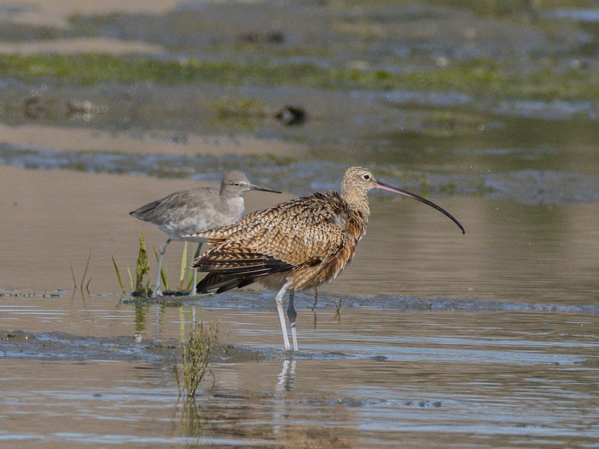 Long-billed Curlew - ML642048407