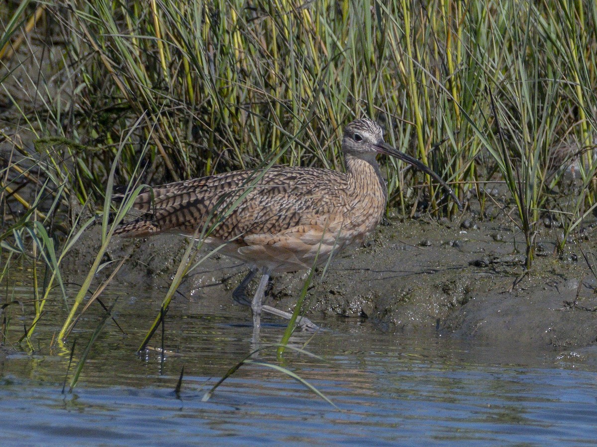 Long-billed Curlew - ML642048408
