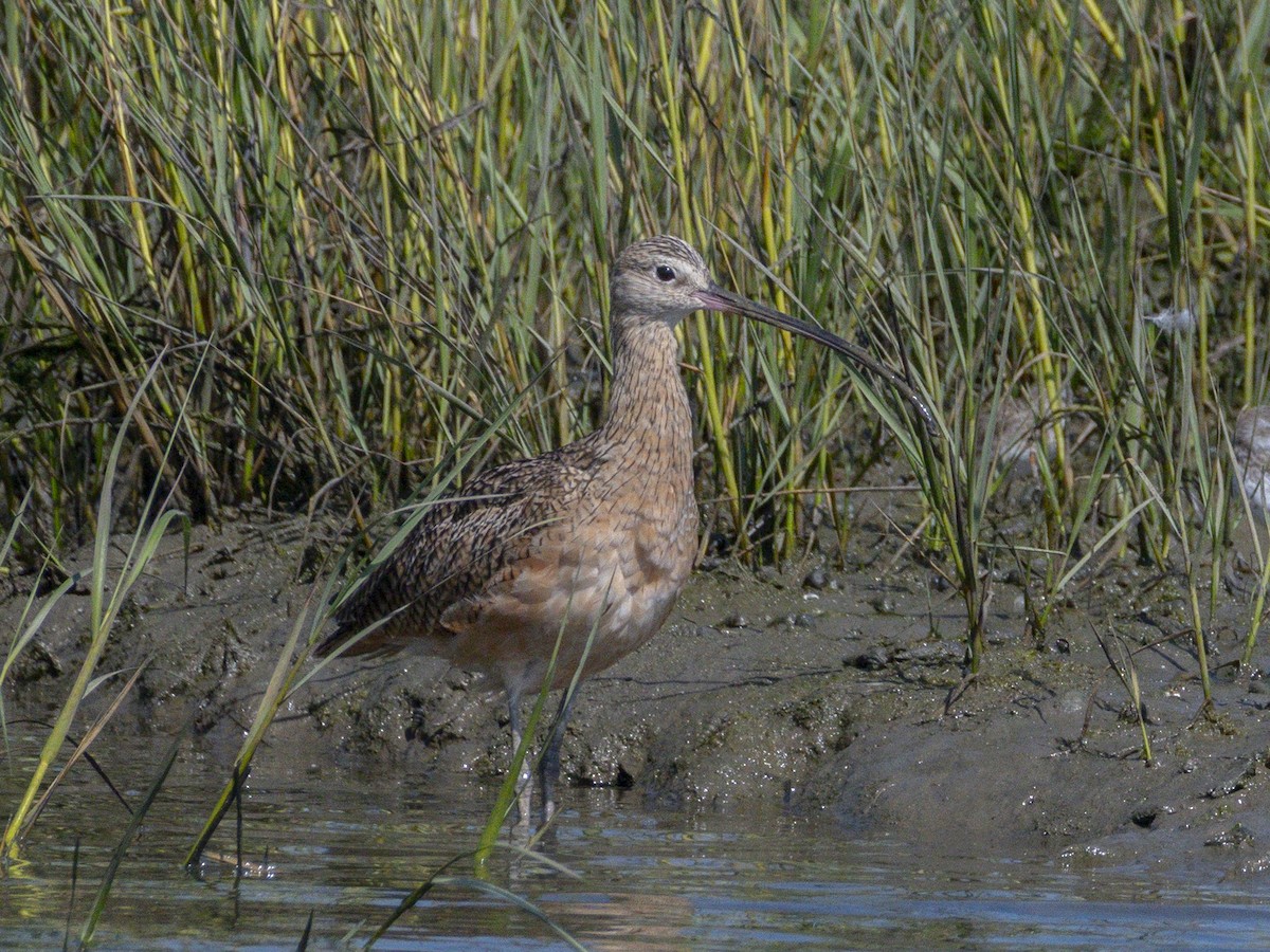 Long-billed Curlew - ML642048409