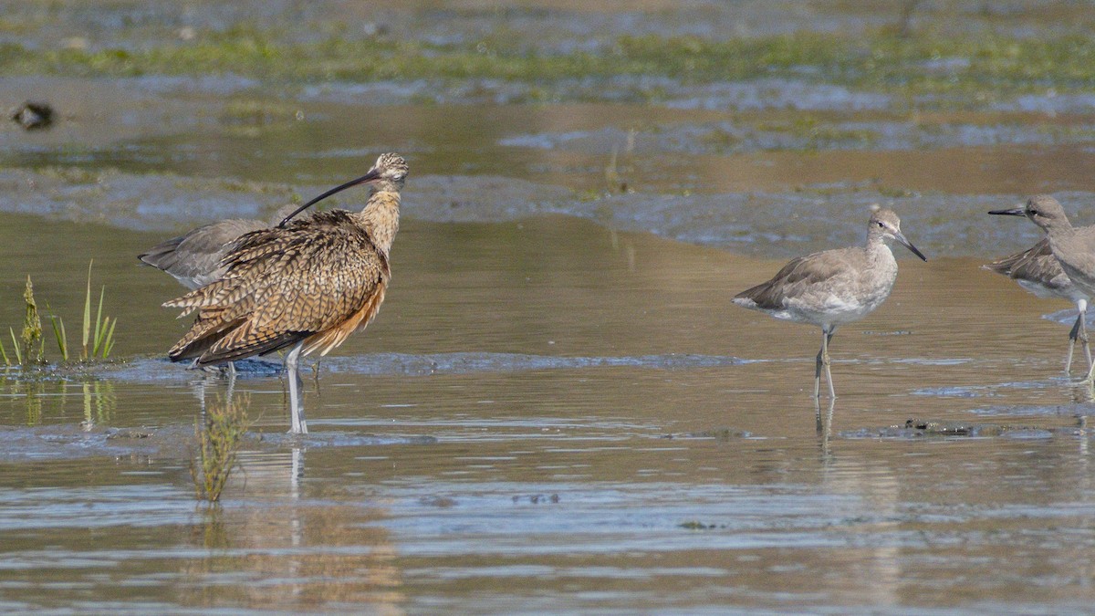 Long-billed Curlew - ML642048410