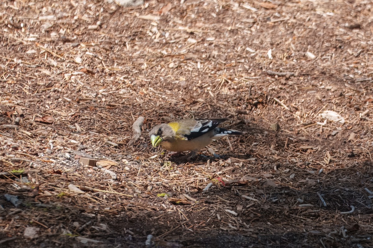 Evening Grosbeak - ML642048411