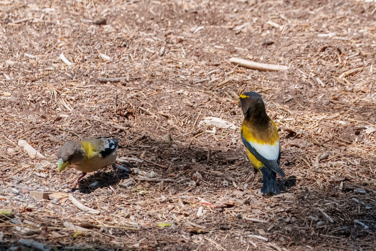 Evening Grosbeak - ML642048412