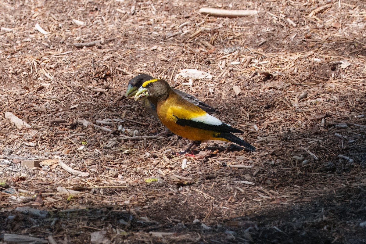 Evening Grosbeak - ML642048413