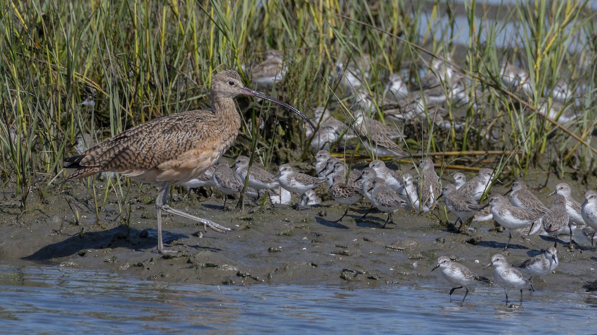 Long-billed Curlew - ML642048414