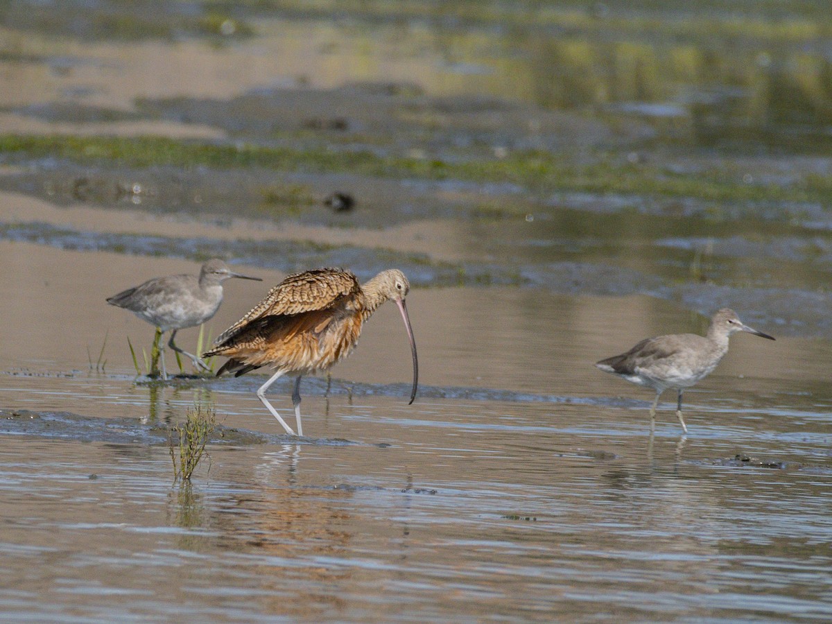Long-billed Curlew - ML642048415
