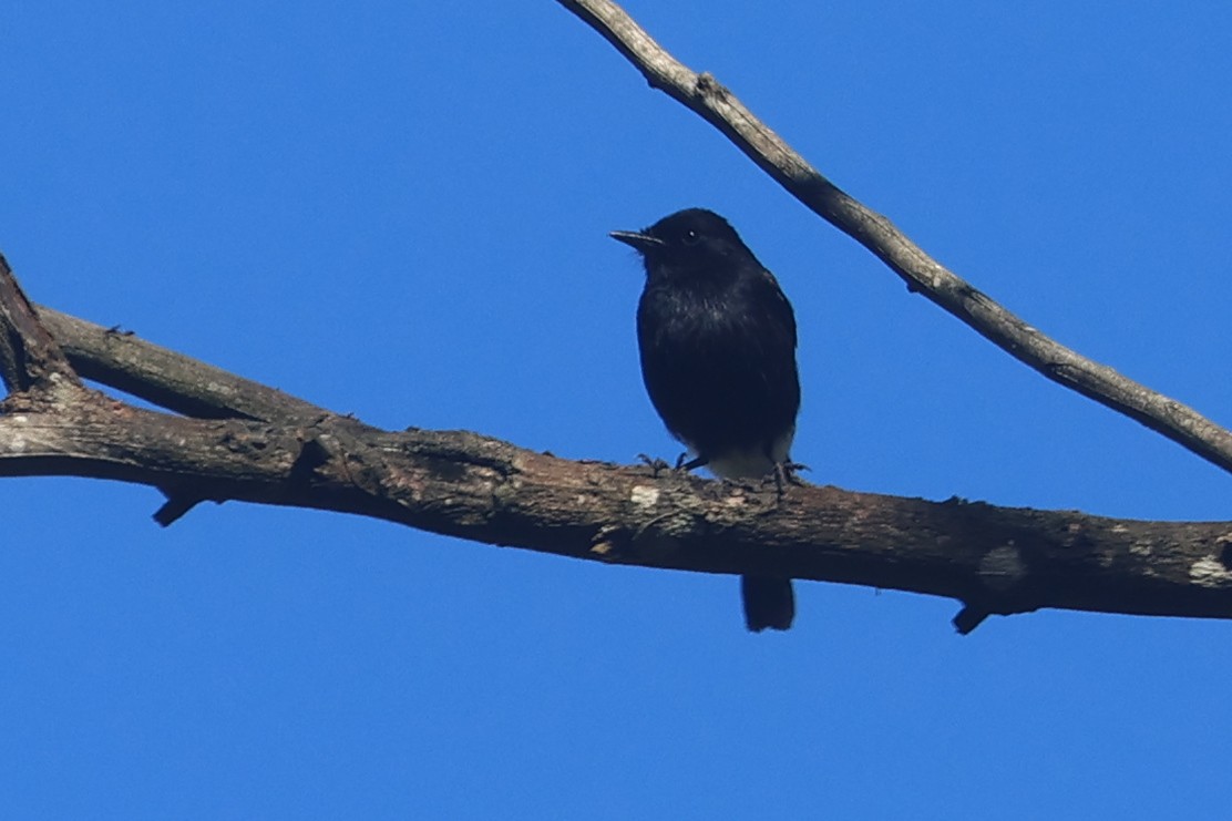 Tarabilla Pía - ML642048423