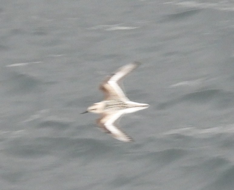 Falaropo Picogrueso - ML642048427