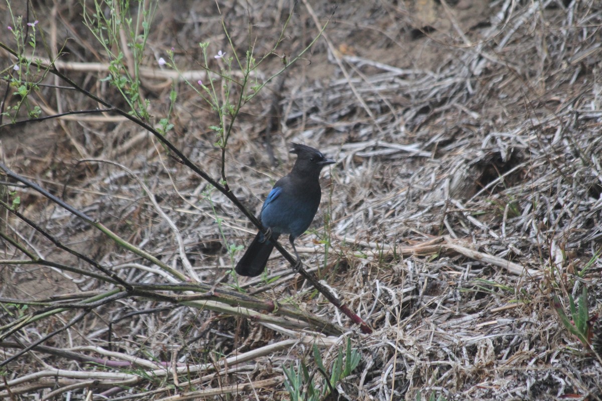 Steller's Jay - ML642048463